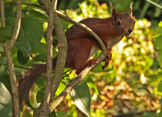 Eichhörnchen-A-34.jpg